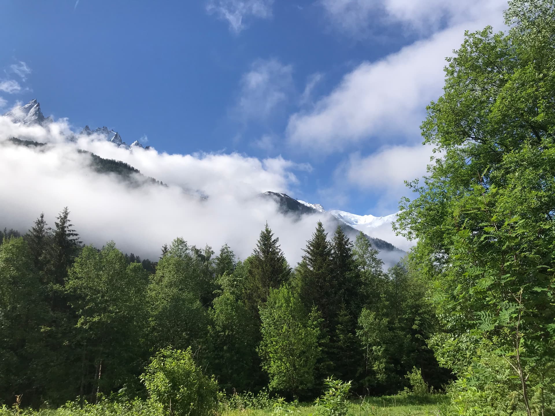 Fresh green forest beneath drifting white cloud, snow-capped peaks and a deep blue sky